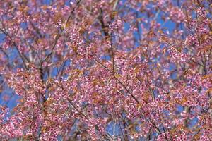 selvaggio himalayano ciliegia fiorire o sakura fiore fioritura durante il primavera stagione foto