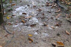 bagnato terra dopo pioggia. bagnato terra con caduto asciutto le foglie. foto