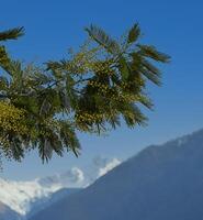 un' albero con giallo fiori e un' montagna nel il sfondo foto