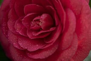 un' rosso rosa con acqua goccioline su esso foto