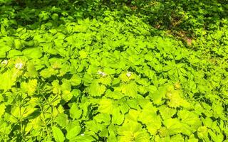 piccolo bianca giallo farfalla seduta su fiore fiorire prato Germania. foto