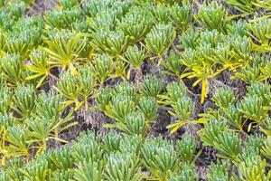 caraibico spiaggia natura palma alberi pianta giungla foresta natura Messico. foto