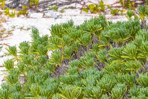 caraibico spiaggia natura palma alberi pianta giungla foresta natura Messico. foto