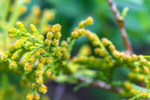 siepe pianta thuja cespuglio nel dettaglio nel Germania. foto