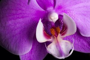 avvicinamento viola orchidea fiore contro buio sfondo foto