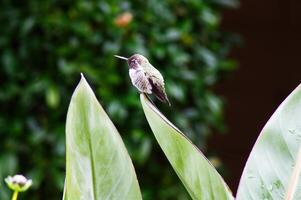paffuto colibrì seduta su grande foglia nel profilo foto