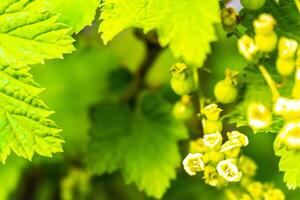 ribes cespuglio e uva spina pianta con fiori e frutti di bosco Germania. foto