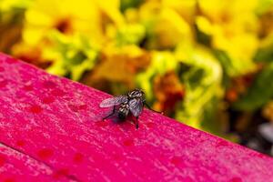nero volare mosche insetto sedersi su giardino utensili oggetto superficie. foto