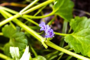 minuscolo poco viola blu fiore selvaggio pianta nel Germania. foto