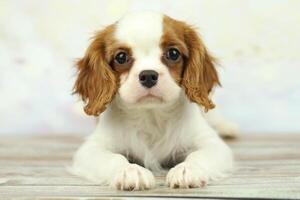 carino cavaliere re charles spaniel cucciolo su leggero sfondo foto