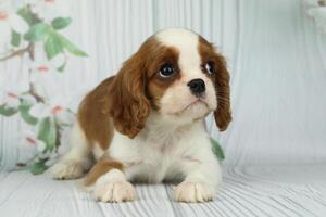 carino cavaliere re charles spaniel cucciolo su leggero sfondo foto