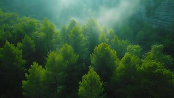 ai generato attraverso il nebbia al di sopra di un' foresta bellissimo naturale scena fuco Visualizza foto