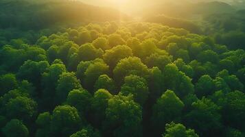 ai generato attraverso il nebbia al di sopra di un' foresta bellissimo naturale scena fuco Visualizza foto