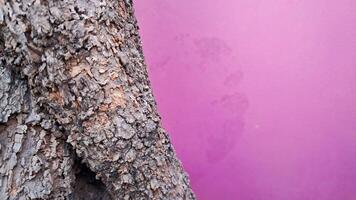 un' albero tronco contro un' viola parete foto