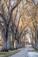 vicolo di vecchio americano olmo alberi nel inverno scenario - storico ovale di Colorado stato Università città universitaria - punto di riferimento di forte collins foto