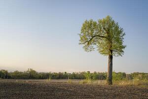 primavera Alba al di sopra di terreni agricoli nel Missouri con un' solitario albero foto