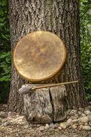 fatto a mano, nativo americano stile, sciamano telaio tamburo coperto di capra pelle con un' battitore sotto un quercia albero foto