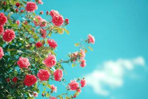 ai generato bellissimo primavera confine, fioritura rosa cespuglio su un' blu sfondo. fioritura rosa fianchi contro il blu cielo. generativo ai foto