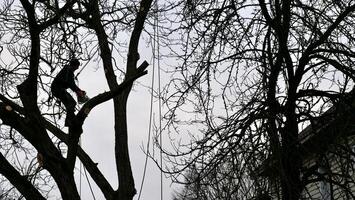 un' persona, uomo, arboricoltore è chopping e taglio un' albero nel davanti di un' Casa sotto il nuvoloso inverno cielo, alterare il naturale paesaggio foto