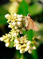 monarca, bellissimo farfalla fotografia, bellissimo farfalla su fiore, macro fotografia, bellissimo natura foto