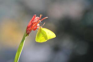 monarca, bellissimo farfalla fotografia, bellissimo farfalla su fiore, macro fotografia, bellissimo natura foto