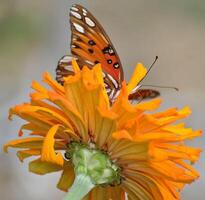 monarca, bellissimo farfalla fotografia, bellissimo farfalla su fiore, macro fotografia, bellissimo natura foto