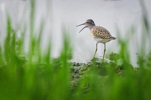 uccello fotografia, uccello immagine, maggior parte bellissimo uccello fotografia, natura fotografia foto