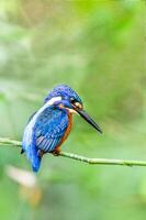 uccello fotografia, uccello immagine, maggior parte bellissimo uccello fotografia, natura fotografia foto