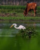 uccello fotografia, uccello immagine, maggior parte bellissimo uccello fotografia, natura fotografia foto