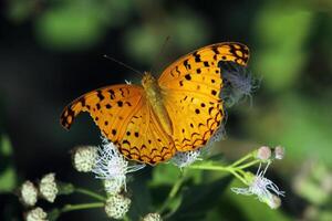 monarca, bellissimo farfalla fotografia, bellissimo farfalla su fiore, macro fotografia, bellissimo natura foto