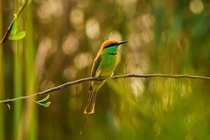 uccello fotografia, uccello immagine, maggior parte bellissimo uccello fotografia, natura fotografia foto