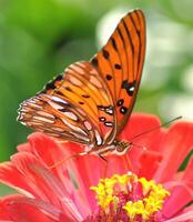 monarca, bellissimo farfalla fotografia, bellissimo farfalla su fiore, macro fotografia, bellissimo natura foto