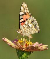 monarca, bellissimo farfalla fotografia, bellissimo farfalla su fiore, macro fotografia, bellissimo natura foto