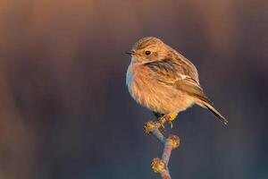 uccello fotografia, uccello immagine, maggior parte bellissimo uccello fotografia, natura fotografia foto