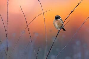 uccello fotografia, uccello immagine, maggior parte bellissimo uccello fotografia, natura fotografia foto