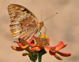 monarca, bellissimo farfalla fotografia, bellissimo farfalla su fiore, macro fotografia, bellissimo natura foto