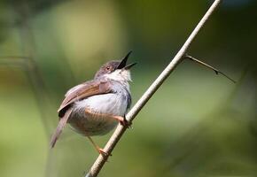 uccello fotografia, uccello immagine, maggior parte bellissimo uccello fotografia, natura fotografia foto