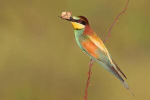 uccello fotografia, uccello immagine, maggior parte bellissimo uccello fotografia, natura fotografia foto