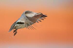 uccello fotografia, uccello immagine, maggior parte bellissimo uccello fotografia, natura fotografia foto