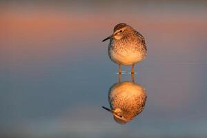 uccello fotografia, uccello immagine, maggior parte bellissimo uccello fotografia, natura fotografia foto