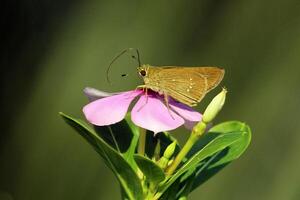 monarca, bellissimo farfalla fotografia, bellissimo farfalla su fiore, macro fotografia, bellissimo natura foto