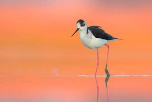 uccello fotografia, uccello immagine, maggior parte bellissimo uccello fotografia, natura fotografia foto