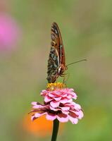 monarca, bellissimo farfalla fotografia, bellissimo farfalla su fiore, macro fotografia, bellissimo natura foto