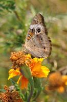 monarca, bellissimo farfalla fotografia, bellissimo farfalla su fiore, macro fotografia, bellissimo natura foto