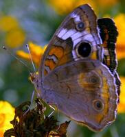 monarca, bellissimo farfalla fotografia, bellissimo farfalla su fiore, macro fotografia, bellissimo natura foto