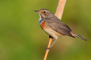 uccello fotografia, uccello immagine, maggior parte bellissimo uccello fotografia, natura fotografia foto