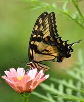 monarca, bellissimo farfalla fotografia, bellissimo farfalla su fiore, macro fotografia, bellissimo natura foto