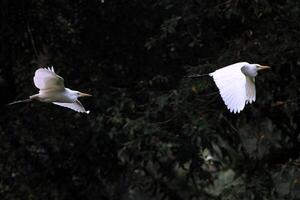 uccello fotografia, uccello immagine, maggior parte bellissimo uccello fotografia, natura fotografia foto