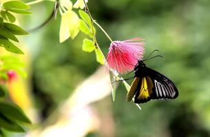 monarca, bellissimo farfalla fotografia, bellissimo farfalla su fiore, macro fotografia, bellissimo natura foto