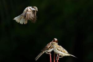 uccello fotografia, uccello immagine, maggior parte bellissimo uccello fotografia, natura fotografia foto